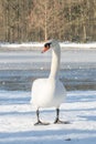 Mute swan, Cygnus olor, on ice looking proud Royalty Free Stock Photo